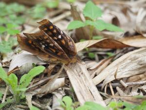 鳳眼方環蝶 tulliana 亞種