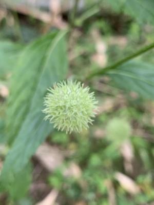 頭花香苦草