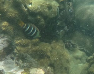 大口鸚鯛（條紋半裸魚、橫帶厚唇魚）