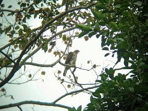 鳳頭蒼鷹