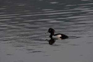 鳳頭潛鴨