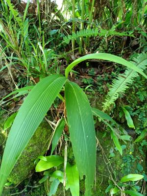 棕葉狗尾草