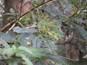 華八仙(華南分布)