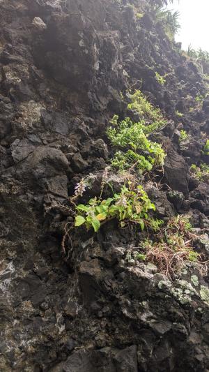 蘭嶼小鞘蕊花