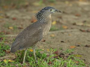 20090725_380133_Malay_Night_Heron_1716.jpg