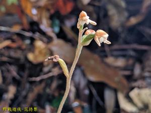 芳線柱蘭