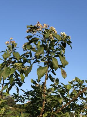 南非葉 (扁桃斑鳩菊)