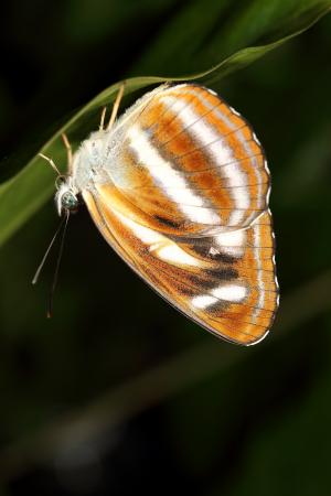 Neptis noyala