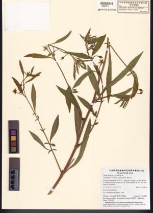 Ludwigia octovalvis (Jacq.) P.H. Raven_標本_BRCM 7776