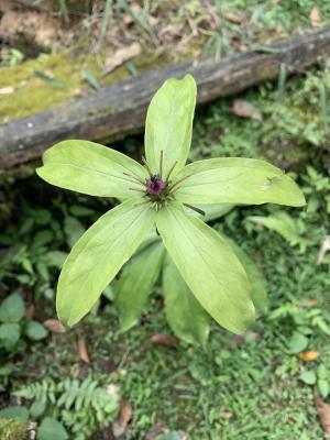 七葉一枝花