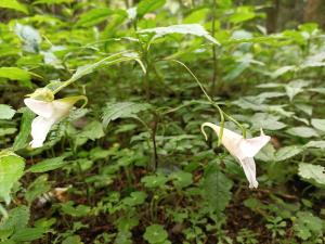 紫花鳳仙花