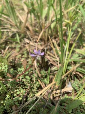 皺子白花菜