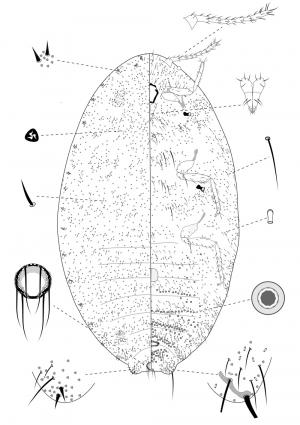 Planococcus krauhniae (Kuwana, 1906)