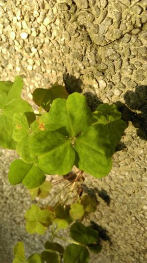 紅花酢漿草 (紫花酢漿草)