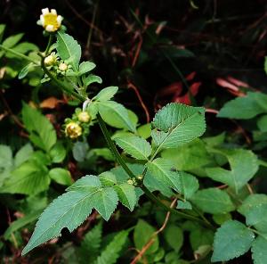 小白花鬼針