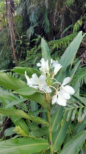 野薑花