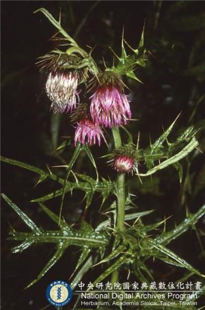 Cirsium kawakamii Hayata_BRCM 6160