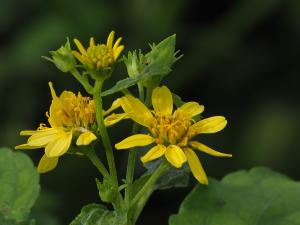 雙花蟛蜞菊