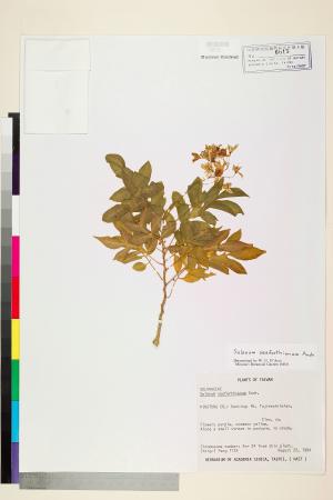 Solanum seaforthianum Andrews_標本_BRCM 6012