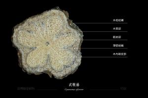 武靴藤-藤本莖橫切面