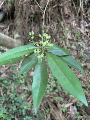 華八仙(華南分布)