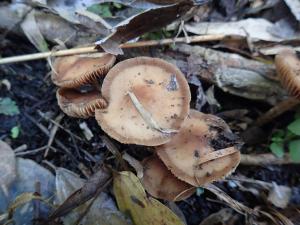 Agrocybe arvalis(野田頭菇)