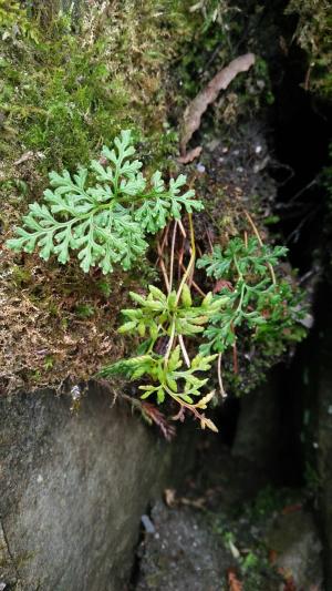 高山珠蕨