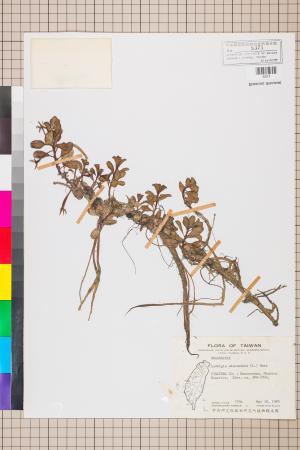 Ludwigia adscendens (L.) Hara_標本_BRCM 3603