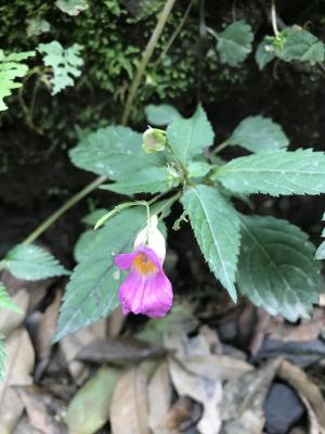 紫花鳳仙花