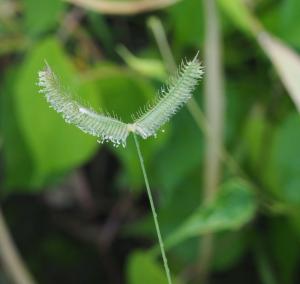 龍爪茅