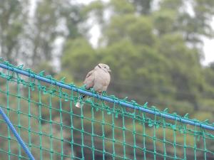 紅鳩