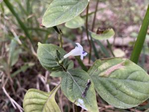 小花寬葉馬偕花