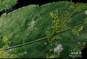Y4783-Cololejeunea goebelii,Cololejeunea longifolia,Leptolejeunea elliptica.jpg