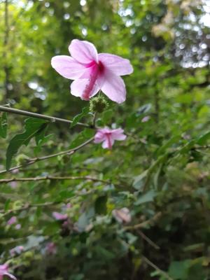 地桃花 (肖梵天花)