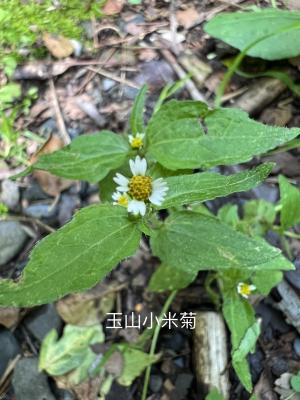 粗毛小米菊