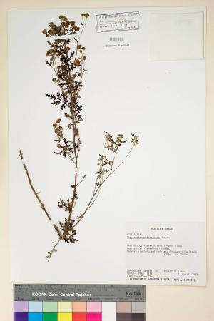Chrysanthemum arisanense Hayata_標本_BRCM 7066
