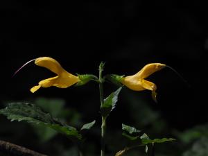 黃花鼠尾草