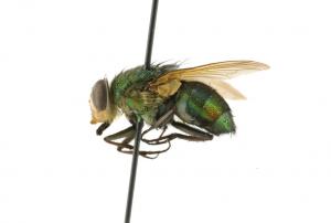 Isomyia electa lateral