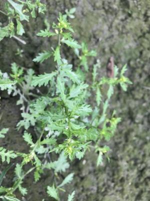 廣州蔊菜 微子蔊菜