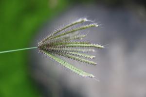 虎尾草、刺虎尾草、孟仁草