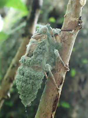 Nomuraea cylindrosporae(柱孢野村黴)