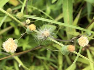 粉黃纓絨花