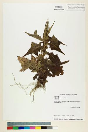 Lactuca formosana Maxim._標本_BRCM 6522