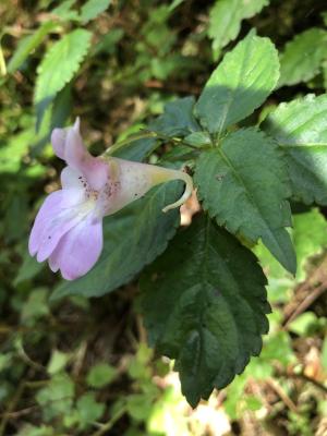 紫花鳳仙花