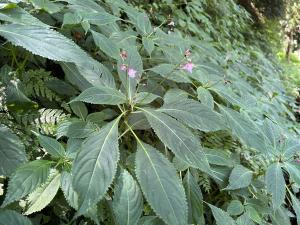 棣慕華鳳仙花