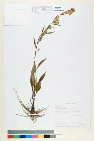 Solidago virgaurea L. var. leiocarpa (Benth.) A. Gray_標本_BRCM 6861