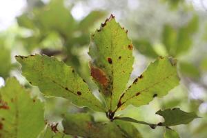 思茅櫧櫟（短柄枹櫟、青栲櫟）