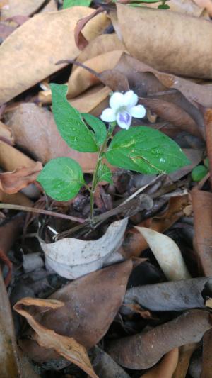 小花寬葉馬偕花