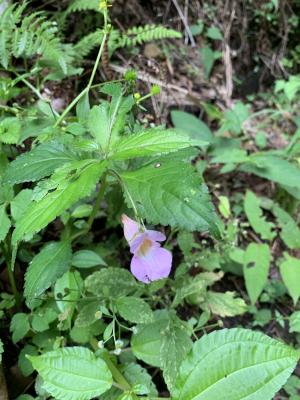 紫花鳳仙花