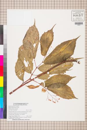 Begonia palawanensis標本_BRCM 2767